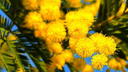 Fleurs de mimosa en macro