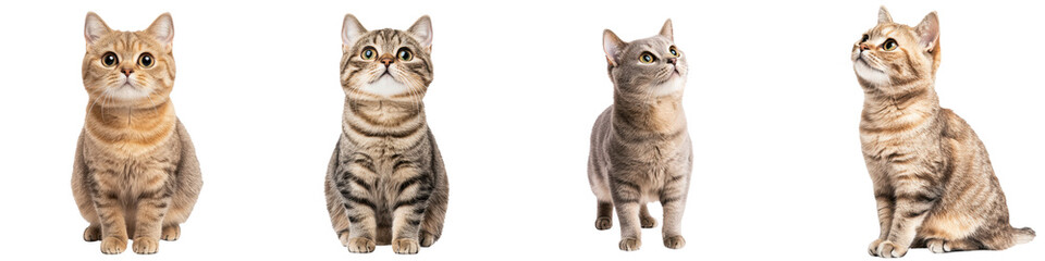 Fototapeta premium Collection of Adorable Domestic Tabby Cats Captured in a Variety of Playful Poses and Expressive Facial Expressions