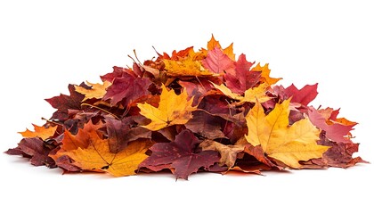 Pile of colorful autumn maple leaves isolated on white.