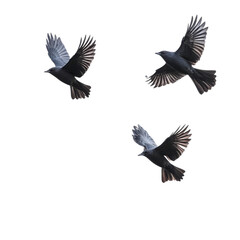 Fototapeta premium Set of flying crow isolated on transparent background. Vector realistic illustration.