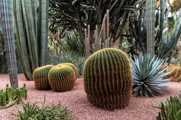 Visitors admire diverse cacti and succulents in a lush garden during a sunny day.