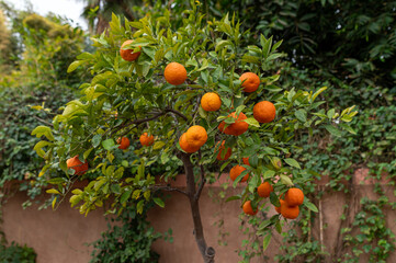 Ripe oranges hang from a lush green tree in a garden near a rustic wall in Morocco.