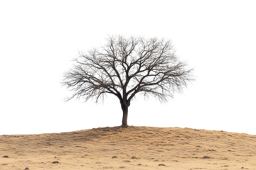 Single Barren Tree Experiencing Extreme Drought Conditions Isolated on transparent background