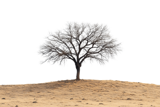 Single Barren Tree Experiencing Extreme Drought Conditions Isolated on transparent background