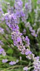 Obraz premium blooming lavender in the field