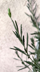 blooming lavender in the field