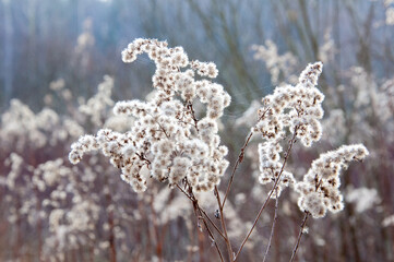 Solidago canadensis, known as Canada goldenrod or Canadian goldenrod; dry plant in winter and in early spring