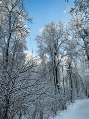 In a serene, snowy forest, the trees are blanketed in soft, white snow against a backdrop of an expansive blue sky, creating a picturesque winter landscape filled with enchanting beauty