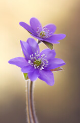 Fioletowe kwiaty Przylaszczek na jasnym tle, tapeta, dekoracja . © mycatherina