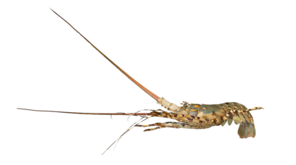 Spiny Lobster Isolated. Palinurus vulgaris. Fresh Spiny Lobsters Asia Seafood in transparency background.