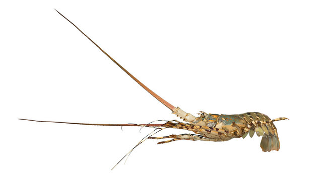 Spiny Lobster Isolated. Palinurus vulgaris. Fresh Spiny Lobsters Asia Seafood in transparency background.