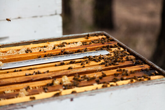 Hive beetle trap on beehive for controlling pests for good hive management
