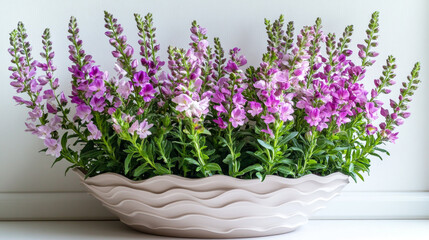 Obraz premium Snapdragons in wave patterned planter create vibrant display of pink and purple hues