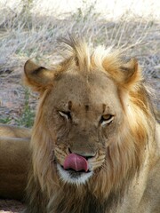 Lion licking lips