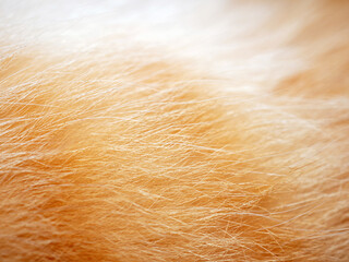 Macro of details fur orange cat, background and Texture fur orange tabby cat