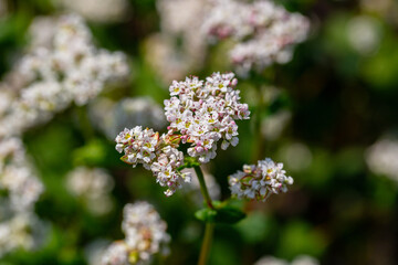 Buckwheat macro with white flowers. Fagopyrum esculentum