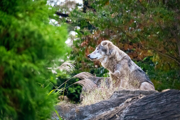 岩場に座るタイリクオオカミ