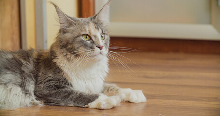 Funny Curious Grey White Maine Coon Cat Lying At Floor And Attentively Watching. Close Up View...