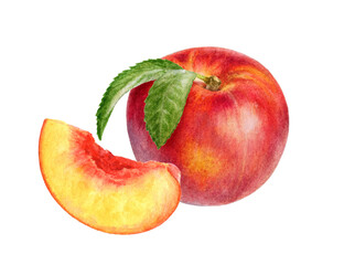 Hand-Painted Watercolor Nectarine Botanical Illustration Isolated on White