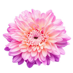 Isolated tropical flower single purple plumeria flower close-up, a purple  plumeria flower isolated, single purple  plumeria flower top view. Detailed close-up purple  plumeria in white background.