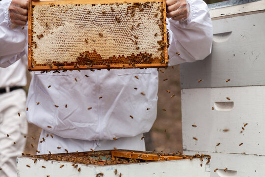 Beekeeper harvesting frames of honey from beehive Super