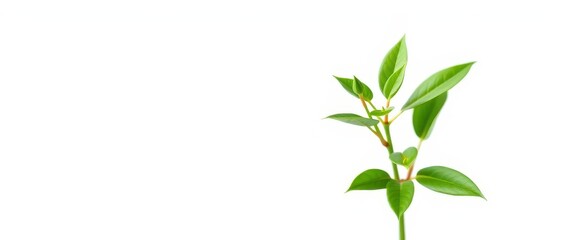 Obraz premium Single vibrant green plant, isolated on pure white background, organic, green
