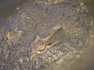 Close up crocodile