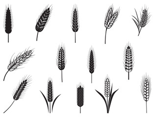WHEAT SILHOUETTE WHITE BACKGROUND