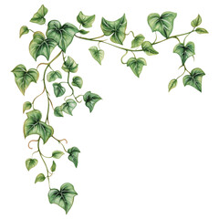 Fototapeta premium Trailing ivy vine with lush green leaves in vintage scrapbook style