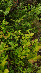 Wild blueberry growing in high tatras mountains, slovakia