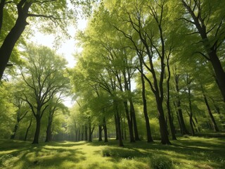 Sun-dappled green forest panorama, deciduous trees, trees, panorama, texture