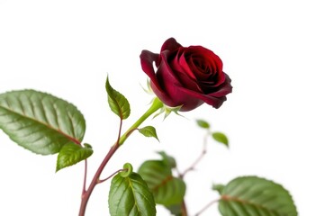 Obraz premium A single dark red rose with vibrant green leaves, isolated on pure white , floral, studio shot