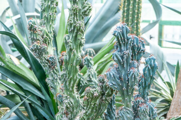 Unique Cactus Variety. Succulent plants. Flowers with thorns. Cacti