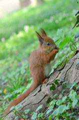 Cute readhead with white tummy squirrel sitting on the tree trunk in spring forest and eating nut. Closeup photo outdoors. Fauna,squirrels in spring , wildlife protection concept. Free copy space
