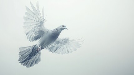 Fototapeta premium banner material, posters, and materials for making presentations. Pigion bird flapping its wings on a white background as text space