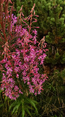 Obraz premium Blooming fireweed flowers near strbske pleso in high tatras, slovakia