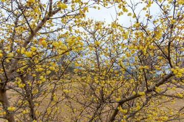 冬の風景に映える満開のロウバイ