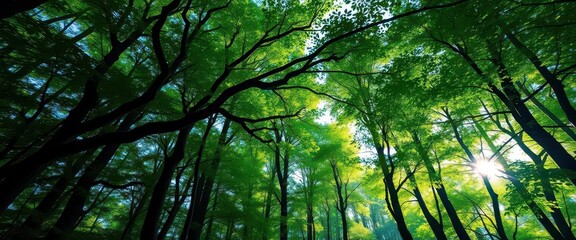 Obraz premium Lush green canopy, sunlight dappling forest floor, panorama, summer