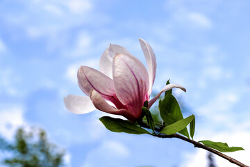 Magnolia branch with blossoming flower © Валентина Хруслова