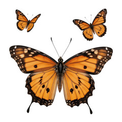 Fototapeta premium Butterflies in flight, vibrant orange and black wings, symbolizing transformation, perfect for nature or artistic themes. Isolated on white background or PNG
