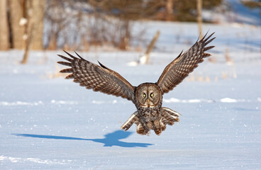 Great grey owl (Strix nebulosa) with wings spread out hunts in the winter snow in Canada
