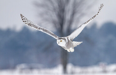 Snowy owl (Bubo scandiacus) flies low over hunting an open snowy field in winter in Ottawa, Canada	