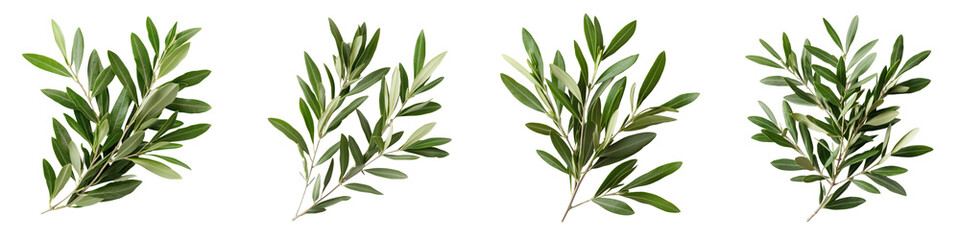 Closeup view of lush green leafy foliage branches with vibrant fresh leaves growing in natural outdoor environment  Verdant flourishing greenery from healthy plants in garden