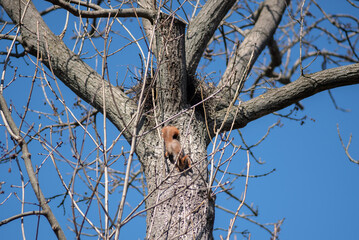 Cute Squirrel climbing a tree in Letna park in Prague, Czechia