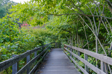 緑豊かな木道の散歩道