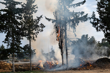 A cypress tree burned in a fire.