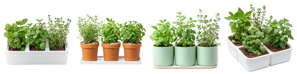 Fototapeta premium Assortment of Organic Herbs and Greenery Arranged in Modern Ceramic Planters on White Background Concept of Healthy Cooking Gardening and Eco Friendly Living
