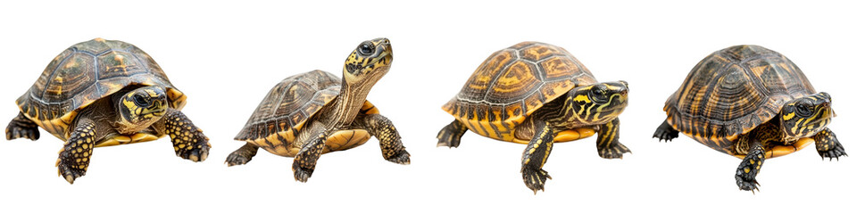 Fototapeta premium Diverse Turtles Crawling in Natural Habitat Showcasing Variety of Shells and Carapaces Collection of Different Species of Turtles Terrapins and Tortoises in their Natural Environment