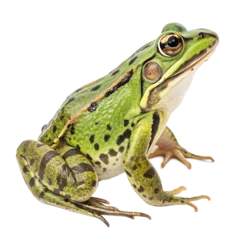 Fototapete Frosch frog on white  © Md. Habibur