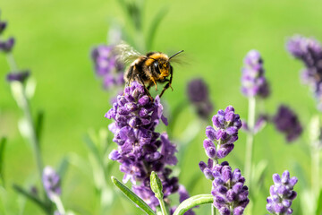 Close up of lavender flower and flying bee with wings out of focus